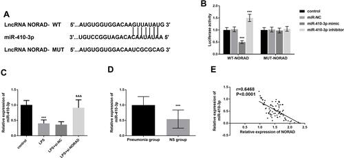 Figure 5 (A) The binding bases between miR-410-3p and NORAD. (B) The outcome of the luciferase report. (C) The reduced expression of miR-410-3p was steered by LPS and downregulation of NORAD inhibited this tendency. (D) The expression of miR-410-3p was at a low level in NS patients. (E) The analysis result of Pearson correlation. ***P < 0.001, compared to control group; &&&P < 0.001, compared to LPS group.