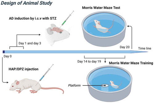 Figure 2. The experimental design. Design of the study for the AD induction, HAP-DPZ prevention, and morris water maze