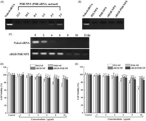 Figure 3. Agarose gel retardation assay and cytotoxicity tests of the nanoparticles. (A) Electrophoretic bands of PSH-NP/S at various PSH/siRNA molar ratios from 12:1 to 2:1. (B) Electrophoretic bands of PEI-NP/S, PSH-NP/S, cRGD-NP/S and cRGD-PSH-NP/S. (C) Electrophoretic bands of naked siRNA and cRGD-PSH-NP/S after incubating with FBS for several time periods. (D) Cell viability of HepG-2 cells treated with PEI-NP, PSH-NP, cRGD-NP and cRGD-PSH-NP. (E) Cell viability of LO2 cells treated with PEI-NP, PSH-NP, cRGD-NP and cRGD-PSH-NP. Each bar is the mean of six experiments normalized to mean ± SD. (*p < .05 vs control; **p < .01 vs control).