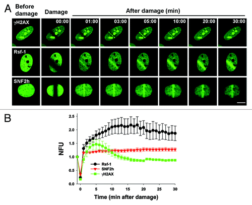 Figure 2. The kinetics of accumulation of Rsf-1, SNF2h, and γH2AX at DSBs. (A) U2OS cells were transfected with Rsf-1-GFP, SNF2h-GFP, or H2AX-GFP, and treated with BrdU (10 μM) for 30 h, followed by laser micro-irradiation. Scale bar, 10 μm. (B) Quantitative analysis of the fluorescence intensity in result (A). The fluorescence intensity at micro-irradiated sites was normalized by the intensity around the background. The normalized fluorescence units were plotted against time. The plotted values are mean ± SEM of more than 10 individual cells.