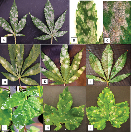 Fig. 2 Comparison of symptoms of powdery mildew caused by Podosphaeria macularis on leaves of field grown cannabis ‘Chronic Ryder’ (a-c), Golovinomyces ambrosiae on leaves of greenhouse grown cannabis ‘White Rhino’ (d-f) and P. macularis on greenhouse (g) and field-grown hop leaves (h, i). Colonies of P. macularis on cannabis developed a beige-coloured centre and there was evidence of necrosis (c). Colonies of G. ambrosiae were white and effuse (f) while P. macularis on hop leaves developed blister-like colonies (i). Image shown in (g) was provided by Katherine Sims.