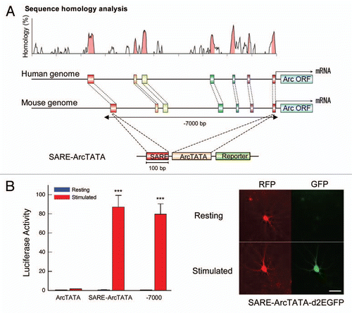 Figure 1 Synaptic Activity-Responsive Element (SARE) possesses a strong enhancer activity that is uniquely sensitive in response to synaptic stimulation. (A) SARE locates in an evolutionarily conserved genomic region in the Arc promoter. The SARE transcriptional activity was investigated with a construct in which SARE was fused directly upstream of a short TATA-containing sequences of the Arc promoter (SARE-ArcTATA). (B) SARE replicates the activation ability of the Arc7000 full promoter. Left, Summary of luciferase assays. Cultured cortical neurons electroporated with luciferase reporter constructs were synaptically activated and luciferase induction-folds were measured. Right, GFP reporter assays. GFP reporter expression via SARE activation was detected in individual neurons. RFP served as a transfection marker. Modified from Kawashima et al.Citation30 Scale bar, 50 µm.