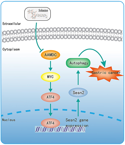 Figure 7 The mechanism of solanine against gastric cancer.