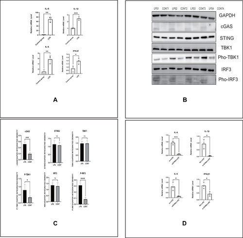 Figure 2 LPS induces the production of inflammatory factors involved in cGAS-STING pathway activation in HESCs. (A) The relative mRNA levels of IL-8, IL-1β, IL-6 and IFN-β1 by RT-PCR in indicated groups of HESCs. (B) The protein levels of the cGAS-STING pathway by Western blot in indicated groups of HESCs. (C) Quantitative analysis of (B). (D) The relative mRNA levels of IL-8, IL-1β, IL-6 and IFN-β1 by RT-PCR in indicated groups of HESCs. (*p < 0.05, **p < 0.01, ***p < 0.001, ***p < 0.0001).