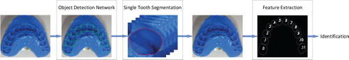 Figure 2. Our processing flow of the proposed strategy. Given a dental impression image, we first detect every tooth mark and obtain their bounding boxes. Then the bounding boxes are set as regions of interest for segmentation of every single tooth mark. Finally, geometric features are extracted from the contoured image and used to identify.