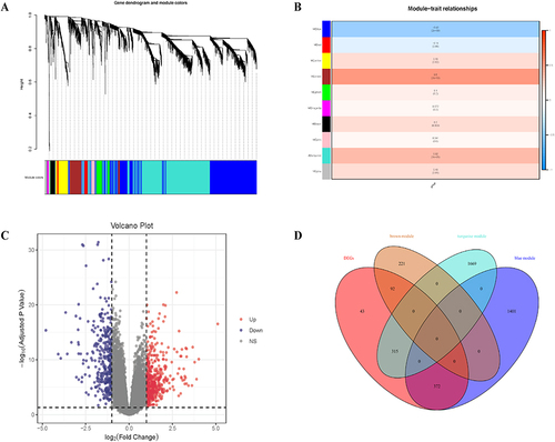 Figure 2 Weighted gene co-expression network analysis (WGCNA) and identification of differential expressed genes (DEGs). (A) Hierarchical clustering of UC genes that are expressed similarly. (B) Module–trait relationships in UC. The relevant P value and correlation coefficient are listed in each cell. (C) DEGs between the control and UC groups are shown on a volcano plot. (D) Venn diagram shows genes identified from the intersection of DEGs and significant module genes in WGCNA.