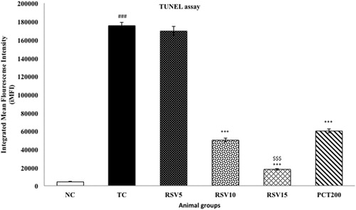 Figure 8. Effect of rosuvastatin and piracetam on DNA Fragmentation by TUNEL assay. Data are presented as mean ± SEM for six rats in each group. ###p < .001 vs. TC group. ***p < .001 vs. TC group. $$$p < .001 vs. RSV5 group.