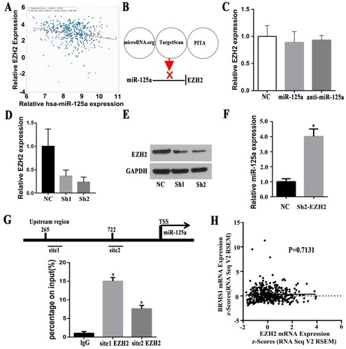 Figure 3 EZH2 is an important molecule affecting the low expression of miR-125a. (A) The expression of EZH2 and miR-125a in GC from TCGA Pan-Cancer, which was analyzed by ChIPbase (r=−0.216, P=4.06x10−6). (B) MiR-125a did no target EZH2, as shown by microRNA.org, TargetScan and PITA database analysis. (C) EZH2 expression did not present a significant change with/without miR-125a mimics or anti-miR-125a (P>0.05) (Figure 3C). (D and E) qRT-PCR and Western blot analysis of EZH2 expression in SGC-7901 which was stably transduced with lentiviral vectors carrying EZH2-specific small hairpin RNAs (shEZH2). (F) Decreasing the expression of EZH2 results in a markedly improved the expression of miR-125a compared with the NC group. (G) Bioinformatic prediction of two sites indicates possible enrichment of EZH2 in the promoter region of miR-125a, and ChIP assays found that the miR-125a promoter region was enriched for EZH2 in GC. (H) Bioinformatic analysis showed that there is no significant correlation between EZH2 and BRMS1 expression (P=0.7131). The data were downloaded from TCGA stomach carcinoma dataset. *P<0.05.