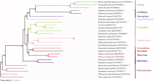 Figure 1. Phylogeny based on Bayesian inference with 13 PCGs of 27 Cicadellidae species mitogenome. The GenBank accession number for each species is indicated after the scientific name.