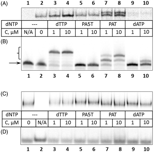 Figure 5. Equilibrium (A, C and D, gel shift mode) and product composition analysis (B) in the presence of various nucleotides. The nucleotides and their concentrations are listed in the table between panels, N/A – no protein added. A. Binding of Klenow exo– to the DNA substrate under catalytic conditions as analysed by native electrophoresis. Only bound fraction of DNA is shown. (B) Analysis of the products of primer extension by Klenow exo–. The samples from panel A were resolved on a denaturing gel. Arrow indicates the position of the unreacted primer strand, bracket – the products of primer extension. C. Binding of HIV-1 reverse transcriptase to the DNA. The bound fraction of DNA is shown at 2-fold extended vertical axis. (D) Unbound fraction of DNA substrate in HIV-1 polymerase binding assays, presented in C. Full-length pictures of gels represented in A, C and D are included in the Supporting Information, Part 1 and Part 2.