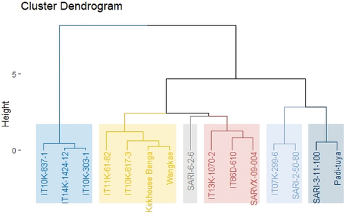 Figure 1. Dendrogram (UPGMA) based on the ranking of cowpea genotypes under drought stress.