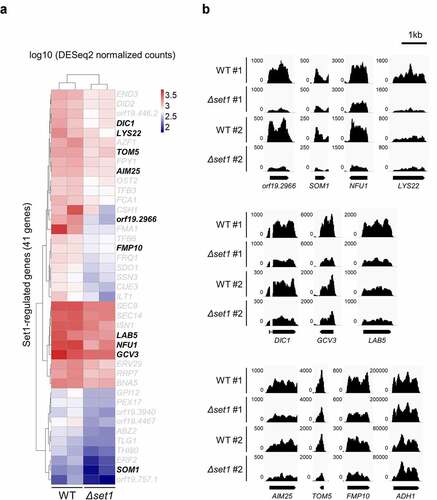 Figure 2. Set1 is required for proper expression of mitochondria-related genes and oxidative stress response genes. A, Heatmap of 41 Set1-regulated genes. The 41 genes are significantly downregulated in Δset1 versus WT (adjusted p value < 0.05). Raw RNA-seq data were normalized by library size using DESeq2 and transformed into a log10 scale. The values were clustered and visualized as a heatmap using Pheatmap R Package. The mitochondrial genes are indicated in bold. B, RNA-seq data was visualized in Integrative Genomics Viewer (IGV) for 10 Set1-regulated genes related to mitochondria. ADH1 gene is used as control. The y-axis range varies depending on the gene expression levels for each gene