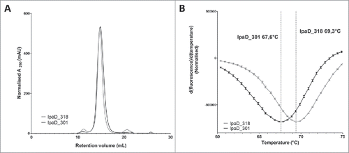 Figure 6. Biophysical characterization of IpaD_301 IgG and IpaD_318 IgG expressed by HEK cells. (A): Size-exclusion chromatograms of the protein A purified IgGs on a Superdex 200 10/300 GL size-exclusion column for IpaD_301 IgG (black) and IpaD_318 IgG (grey). Monomeric IgG species elutes at 15 mL and aggregates or multimeric species elutes between 10 to 12 mL. (B): Tm determination of IgGs by differential scanning fluorimetry. The fluorescence intensities are normalized to peak values. Error bars correspond to experiment triplicates.