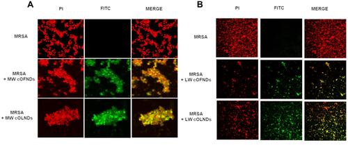 Figure 3 Confocal microscopy images of MW cND adhesion to MRSA bacterial wall and LW cND internalization by MRSA. MRSA (109 CFUs/mL) were left alone or incubated with 10% v/v FITC-labeled MW (A) or LW (B) cOLNDs or cOFNDs for 3 h. After staining bacteria with PI, confocal fluorescent images were taken using FITC and TRITC filters. Data are shown as representative images from three independent experiments. Red: PI. Green: FITC. Magnification: 100X.