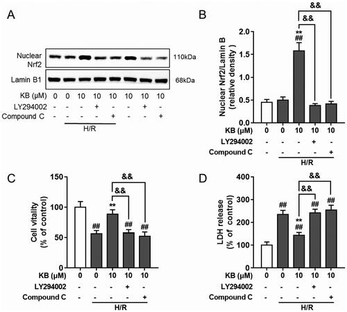 Figure 9. KB-mediated AKT and AMPK were involved in KB-induced Nrf2/ARE activation and its protective effect on H/R-induced H9c2 cells. H9c2 cells were pre-incubated with inhibitors for 1 h and treated with KB for 2 h, followed by H/R insults. (A, B) The nuclear protein was prepared, and the Nrf2 level was analysed using a western blot. (C, D) The cell viability and cytotoxicity were determined by the CCK8 assay and LDH release, respectively. Data are expressed as % of vehicle control. Results are shown as mean ± SEM (n = 8). The vehicle control group was treated with only DMSO. ##p< 0.01 vs. the vehicle group. **p< 0.01 vs. the H/R-treated group. &&p< 0.01 between two groups.