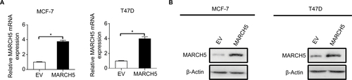 Figure S2 Forced expression of MARCH5 in MCF-7 and T47D cells was confirmed by quantitative real-time PCR (qRT-PCR) (A) and Western blot (B) analysis at mRNA and protein levels after transfection with expression vector encoding MARCH5 (MARCH5) or empty vector (EV).Note: Data were presented as the mean ± SEM from three independent repeats, *P<0.05.