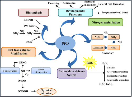 Figure 1. Multifunctional redox active molecule, i.e., NO, in plant cell. NO can regulates various developmental aspects including seed germination, flowering, lateral root development, stomatal closure, senescence and programmed cell death. It can also act as potent antioxidant which is involved in the regulatory mechanism of posttranslational modification and the nitrogen assimilation pathway.