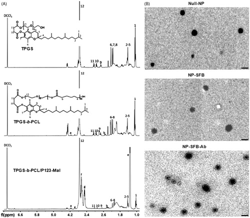 Figure 1. 1H NMR spectra and TEM images of synthetic copolymers. (A) 1H NMR spectra of TPGS, TPGS-b-PCL and TPGS-b-PCL/P123-Mal copolymer: 4.08 ppm and 2.37 ppm were the peaks for –OCCH2– and –CH2OOC– on PCL, respectively; the peak at 3.66 ppm was due to the methylene protons of TPGS. 7.28 ppm was the peak of CDCl3 solvent; 3.57, 3.42, and 1.15 ppm were the characteristic peaks of P123; 3.66 ppm is the characteristic peak of TPGS, proving the successful combination of P123-Mal and TPGS-b-PCL. (B) Transmission electron micrographs (TEM) of Null-NP, NP-SFB, and NP-SFB-Ab. Bar: 100 nm.