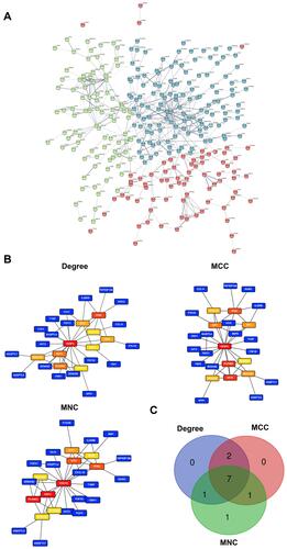 Figure 2 PPI networks and hub gene analysis of commonly expressed DEGs in the immune-related dataset. (A) PPI networks constructed by the STRINGs. (B) Major PPI network analysis of the top 10 hub genes using Cytohubba software by three methods. The node color reflects the degree of connectivity. (C) The Venn diagram of the three methods.