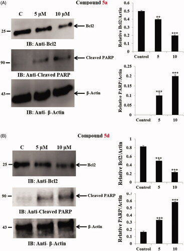 Figure 7. (A) Effect of hybrid 5a on anti-apoptotic Bcl2 protein and the level of cleaved PARP. Statistical analysis was performed where the significance of data was assessed at a p values < 0.05. *** p < 0.001; ** p < 0.01 control vs treated. (B) Effect of hybrid 5d on anti-apoptotic Bcl2 protein and the level of cleaved PARP. Statistical analysis was performed where the significance of data was assessed at a p values < 0.05. *** p < 0.001; ** p < 0.01 control vs treated.