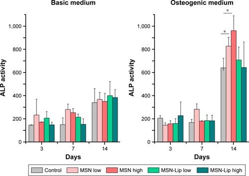 Figure 6 MSN-Lip labeling of hMSCs did not affect ALP production after 3, 7, or 14 days.Note: Dose–responsie increase in ALP production was observed in hMSCs labeled with unfunctionalized MSNs: 1.3-fold increase at 25 µg/mL exposure (P=0.04) and 1.5-fold increase at 75 µg/mL exposure (P=0.02) compared to control cells (*P<0.05).Abbreviations: hMSC, human mesenchymal stem cell; Lip, lipid; MSNs, mesoporous silica nanoparticles.