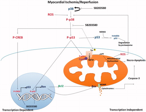 Figure 6. The proposed mechanistic pathway of I/R-activated p38 MAPK and downstream activation involving mitochondrial trigger cell death. Myocardial I/R injury caused p38 MAPK activation, which consequently activated p53 phosphorylation. Phosphorylated p53 stabilized and accumulated in mitochondrial matrix during I/R injury and mediated MPTP opening. Activation of p53 also activated proapoptotic Bax protein, which regulated cytochrome c release, and activation of caspase 3 (transcription independent manner). p38 MAPK also phosphorylated CREB, which in turn regulated p53 gene transcription. Inhibition of p38 MAPK by SB203580 reduced p53 phosphorylation, CREB phosphorylation, and thus protected cardiac mitochondria from I/R injury and cell death.