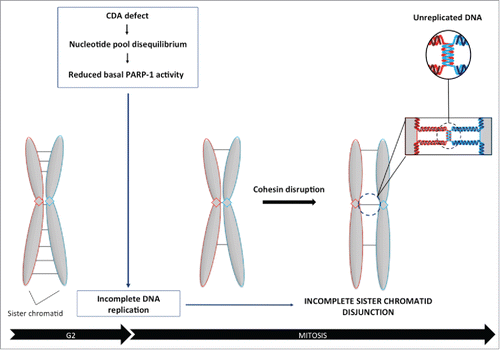 Figure 4. Balanced pyrimidine pool is required to promote optimal sister chromatid disjunction. Excess cellular dCTP, due to CDA deficiency, compromises basal PARP-1 activity, leading to the accumulation of unreplicated DNA sequences during mitosis, as revealed by the decrease in centromeric volume. As a consequence, sister chromatids remain physically linked in cohesin-depleted cells, revealing a defect in chromosome segregation.