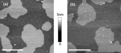 Figure 4.  Distribution of MDP in supported lipid bilayers. Supported lipid bilayers of equimolar sphingomyelin, DOPC and cholesterol containing MDP were imaged in fluid using tapping mode AFM. (a) MDP in bilayers containing egg sphingomyelin; the protein is almost exclusively located in ld non-raft regions. (b) MDP in bilayers containing brain sphingomyelin; the protein is almost exclusively located in lo raft domains. All images are 2.5µm scans with 5nm height scale. Bar = 1 µm.
