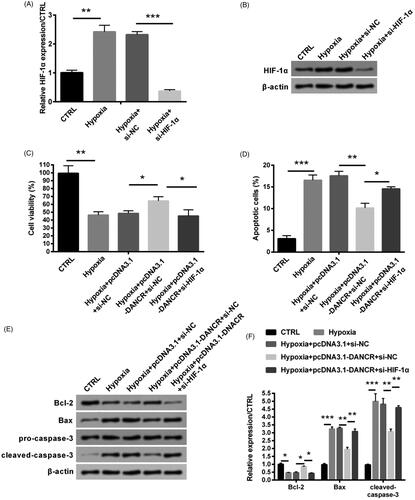 Figure 6. Overexpressed DANCR alleviated hypoxia-caused H9c2 cell damage through elevating HIF-1α. Specific si-HIF-1α and pcDNA3.1-DANCR were co-transfected into H9c2 cells. The expression of HIF-1α was examined through qRT-PCR (A) and western blot (B). (C) Cell activity was valued through MTT method. (D) Apoptosis was tested through flow cytometry. (E–F) Levels of apoptosis relative factors were examined through western blot analysis. CTRL, control. *p < .05, **p < .01 and ***p < .001 contrasted with indicated group.