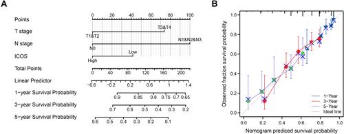 Figure 4 A model regarding ICOS for predicting the probability of OS in patients at 1, 3, and 5 years. (A) Nomogram regarding ICOS to predict prognosis in patients with LUAD. (B) Calibration plots of a nomogram regarding ICOS to predict prognosis in LUAD patients.
