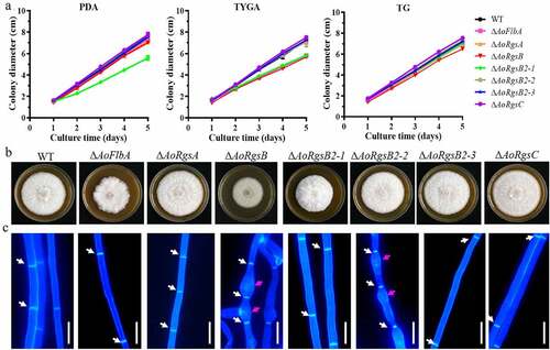 Figure 2. Comparison of mycelial growth rate, colony morphology, and hyphal development between the WT and ΔAoRgs mutants. A. Comparison of mycelial growth between the WT and mutants on PDA, TYGA, and TG plates. B. Colony morphology of the WT and mutants incubated on TYGA plates for 5 days at 28°C. C. Hyphal septa and cell morphology of the WT and mutants. The hyphal septa and cell morphology were observed after staining with calcoﬂuor white. White arrows: mycelial septa; red arrows: swollen cells. Bar = 10 μm