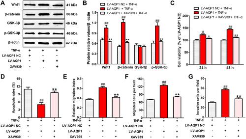 Figure 6 Inhibition of Wnt/β-catenin pathway by XAV939 canceled the effects of AQP1 overexpression on the biologic behaviors of TNF-α-stimulated MH7A cells. (A) Typical examples of protein expressions of Wnt/β-catenin pathway key members. (B) Quantitative statistical results of protein relative values. (C) Cell viability at 24 h and 48 h. (D) Histogram of apoptosis rate (%). (E) Histogram of the relative migration indexes. (F) Histogram of the migrated cell numbers per microscopic field. (G) Histogram of the invasive cell numbers per microscopic field. The data are mean ± SEM of three to five independent experiments performed in triplicate. #P < 0.05, ##P < 0.01 compared with LV-AQP1 NC group. *P < 0.05, **P < 0.01 compared with LV-AQP1 group.