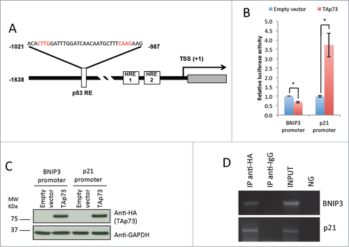 Figure 3. TAp73 directly transactivates p53 response element in the BNIP3 promoter. (A) Schematic image of the BNIP3 promoter region. HRE1, HRE2 – Hypoxia Response Elements. The insert shows p53 responsive element (p53RE), identified by Xi Feng et al.Citation90 located between −1021 and −987 bp upstream of the transcription-start site (TSS). Core p53 binding elements are highlighted in red. (B) BNIP3 promoter activity is repressed by TAp73. H1299 cells were cotransfected with BNIP3 reporter vector and pcDNA or TAp73 as a transactivator. The luciferase assay was performed after 20 h, and normalized by Renilla luciferase activity. Experiment was performed 2 times, mean value ± SD is shown. *P < 0.05 (Student's T-test) (C) Western Blot analysis performed with the same lysates which were used for Luciferase assay was used as a control of the TAp73 expression. (D) Chromatin extracted from SAOS2-HA-TAp73 was incubated with anti-HA or IgG antibodies. Immunoprecipitated DNA was tested by PCR for p53-Response Element in BNIP3 promoter. NG: PCR negative control. Figure shows a representative replicate of 3 independent experiments