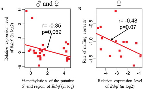 Figure 3. Correlation analyses for hippocampal Bdnf gene expression. (a) Overall correlation between the expression level of Bdnf and % promoter methylation of Bdnf in rats with all data points included. (b) Overall correlation between the expression level of Bdnf and the rate of sniffing the correct hole in Barnes maze [Citation26] in female rats. Gene expression levels are expressed in log 2 values and as Ct value of Rpl19 relative to that of the target gene. Percentage methylation of the putative 5ʹ end region of Bdnf is in log value. P <0.05 was considered as statistically significant. Only samples with a detectable Ct value were used in the correlation analysis.
