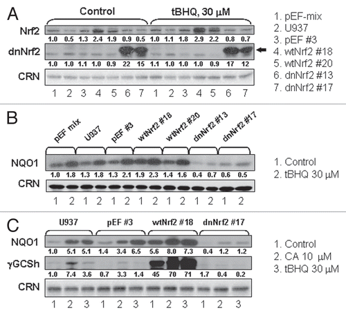 Figure 4 Effects of stable transfection with wtNrf2 or dnNrf2 on the basal and induced levels of Nrf2, NQO1 and γGCSh proteins in U937 cells. (A and B) The indicated wtNrf2, dnNrf2 or empty vector (pEF) transfected clones, mixed pEF clone culture (mix) or untransfected cells (U937) were incubated at 1 × 105 cells/ml with 0.1% ethanol (control) or tBHQ, for 24 h, followed by determination of Nrf2 (A) or NQO1 (B) protein levels by western blotting. (C) The indicated wtNrf2, dnNrf2 or empty vector (pEF) transfected clones or untransfected cells (U937) were incubated, as described above, with ethanol (control) or in the presence of CA or tBHQ, for 24 h, followed by determination of γ-GCS protein levels by western blotting. Calreticulin (CRN) was used as a protein loading control. Representative blots of three similar experiments are shown.