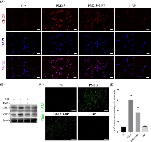 Figure 3. LBP inhibits PM2.5-induced ER stress and CHOP expression in HaCaT cells. (A) Immunofluorescence was used to detect the expression of CHOP in HaCaT cells. Scale bar = 20 μm. (B) Western blot assay was used to detect the protein levels of GRP78 and CHOP. (C) Intracellular Ca2+ was labeled with Fluo-4 AM and analyzed by a fluorescent microscope. Scale bar = 100 μm. (D) Statistics of intracellular Ca2+ level. Values are mean ± SD. *p < 0. 05 versus the control group; # p < 0.05 versus the PM2.5 treatment alone group.