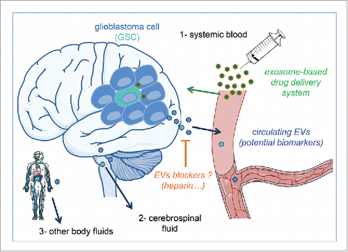 Figure 2. Potential translational applications of extracellular vesicles in glioblastoma. Extracellular Vesicles (EVs) are not yet used in clinic for glioblastoma patients but recent researches highlight them as promising circulating biomarkers, potentiate new tools for drug delivery and new target to block intercellular communication.