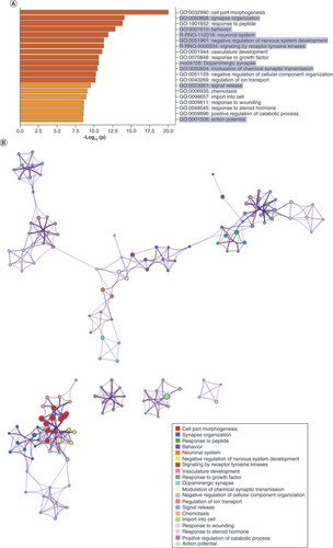 Figure 5. Sex-dependent maternal separation bioinformatic gene ontology analysis, miRNA–gene target maps and miRNA chromosomal localization. (A) GO biological functions associated with sex differences in miRNA response to early-life stress were predicted based on targets from significantly altered miRNAs in both males and females. The top 20 ontologies are shown as a bar plot, and stress- and depression-related ontologies are highlighted in blue. (B) These ontologies were then plotted as a network. Node color is based on membership in one of the top 20 ontologies and node size corresponds to significance of the node, with larger nodes being more significant. (C) Bubble plot showing the top 30 most significant cellular compartment ontologies (false discovery rate <0.05; shown by bubble color); bubble size represents the number of gene targets within each ontology. (D) Using ingenuity path analysis, we created miRNA–gene target networks based on miRNAs that were significantly affected by sex and MS and their predicted targets. (E) Significantly altered miRNAs were mapped to the rat genome using a phenogram. Counts per million fold change direction is noted by color based on the figure legend for both male (diamond) and female (circle) maternal separation comparisons. Line color indicates the brain regions where significant group differences were detected.GO: Gene ontology.