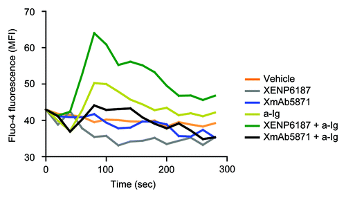 Figure 2. XmAb5871 inhibits while XENP6187 enhances calcium mobilization when CD19 is coligated with BCR. Fluo-4 loaded B cells were treated with either XmAb5871 or the Fc-KO XENP6187 antibodies and then stimulated with 10 μg/ml anti-Ig. Calcium flux kinetics was recorded using FACSCalibur flow cytometer and data were analyzed by FlowJo software. Data represent the average of two independent experiments.