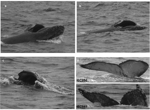Figure 3. (A) Humpback whale lunge feeding in protected coastal waters (01°18S,80°54’W) of Machalilla National Park, Ecuador. (B) Slow-moving whale, tilted 90º on its right side, opens mouth and starts lunge feeding. (C) Whale surfacing with wide open jaws and expanded throat pleats; closing jaws after a few seconds. (D) Flukes photo-ID of feeding humpback whales EC666 and EC667 on 21 June 2005 (Photos: C. Castro – PWF)