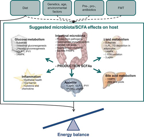 Figure 1. Suggested effects of the microbiota and short-chain fatty acids on energy balance.In this figure, the various ways through which the microbiota and SCFAs might influence the host are depicted.Dashed lines: factors that might influence microbiota composition and metabolic capacity.Solid lines: factors that might influence energy balance.FMT: fecal microbiota transplantation; SCFA: short-chain fatty acids; GLP-1: glucagon-like petide-1; PYY: peptide YY; AMPK: AMP-activated protein kinase; PAMP: pathogen-associated molecular pattern; LPL: lipoprotein lipase; TG: triglyceride; FFA: free fatty acid; POMC: proopiomelanocortin; AgRP: agouti-related protein.