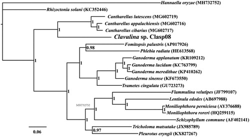Figure 1. Bayesian phylogenetic analysis of 20 species based on the combined 14 core protein-coding genes. Accession numbers of mitochondrial sequences used in the phylogenetic analysis are listed in brackets after species.