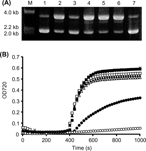 Fig. 3. Protective effects of GA-Na and GGA-Na on DNA scission (A) and protein aggregation (B).Notes: (A) DNA scission by the hydroxyl radical was visualized by 1% agarose electrophoresis. The pUC118 plasmid was incubated with 200 mm of a test substance at 37 °C for 30 min. M, molecular ladder (λHindIII digests); 1, pUC118 incubated without hydroxyl radical generation; 2, no addition of a test substance (negative control); 3, GGA-Na; 4, glucose; 5, sucrose; 6, trehalose; 7, GA-Na. (B) Protein aggregation was examined in 50 mm sodium phosphate at pH 8.0 by incubating at 70 °C with 1% of a test substance. The turbidity of the protein solution at 720 nm was monitored. Unfilled circles, GA-Na (78 mm); filled circles, GGA-Na (34 mm); unfilled triangles, glucose (56 mm); filled triangles, sucrose (29 mm); unfilled squares, trehalose (29 mm); filled squares, sorbitol (55 mm); crosses, no-addition control.