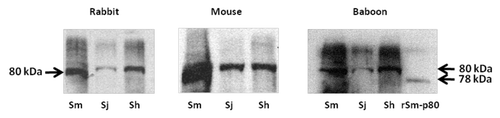 Figure 1. Western blot analyses of three species of schistosomes. Parasite extracts of Schistosoma mansoni (Sm), S. japonicum (Sj) and S. hematobium (Sh) were separated via polyacrylaimde gel electrophoresis and resultant immunoblots were probed with (first panel) rabbit polyclonal antibody raised by using peptide of S. mansoni calpain (position 737–758); (second panel) mouse sera obtained from animals vaccinated with Sm-p80; (third panel) sera from baboons immunized with Sm-p80. S. hematobium calpain (Sh-p80) has 95% and S. japonicum calpain (Sj-p80) 85% sequence homology with S. mansoni calpain (Sm-p80). This preliminary study indicates that immunogenic epitopes of Sm-p80 which may play a role in vaccinemediated protection may be conserved in the three species of schistosomes. Thus Smp80 based vaccine formulation may have potential for cross-species protection.