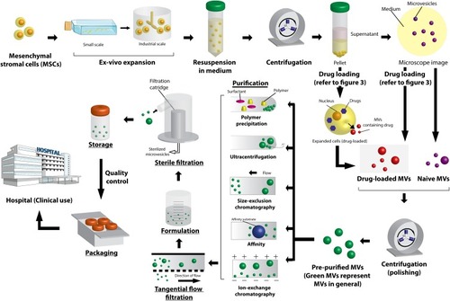 Figure 2 Illustration of manufacturing approaches considered for the production of extracellular vesicle (EV)-based therapeutics under good manufacturing practice-compliant, and scalable downstream processing methods to ensure the quality, safety, and consistency. Reprinted from of Trends Biotechnol. 37. Agrahari V, Agrahari V, Burnouf PA, Chew CH, Burnouf T. Extracellular microvesicles as new industrial therapeutic frontiers. 707–729. Copyright (2019).Citation3 with permission from Elsevier.