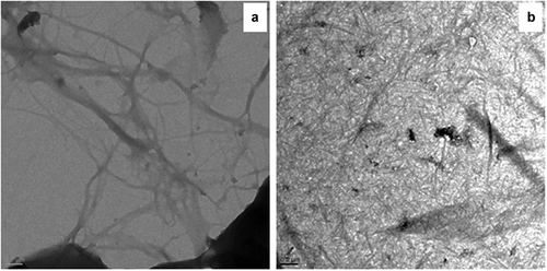 Figure 5. Transmission electron micrographs of cellulose and cellulose nanofibers (CNFs) at the scale bar of 200 nm.