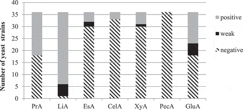 Figure 1. Extracellular hydrolytic activities of yeast strains of enological and brewery origin: PrA – proteolytic activity (gelatin hydrolysis), LiA – lipolytic activity (tributyrin hydrolysis), EsA – esterase activity (tween-80 hydrolysis), CelA – cellulolytic activity (CMC hydrolysis), PecA – pectinase activity, GluA – β-glucosidase activity