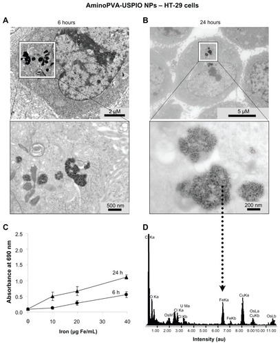 Figure 4 Cellular localization of aminoPVA-coated USPIO NPs in HT-29 cells. (A) After 6 hours of exposure, transmission electron microscopy images demonstrated that the iron oxide core of aminoPVA USPIO NPs (21 μg Fe/mL) was localized in intracellular organelles of HT-29 cells. (B) After 24 hours of exposure the iron oxide core of aminoPVA USPIO NPs (21 μg Fe/mL) was localized closer to the nucleus. (C) For the purpose of comparison, cell-associated iron was quantified by quantitative Prussian blue reaction. (D) Elemental analysis (dotted arrow) performed confirmed the presence of iron in the area defined by the black square of the transmission electron microscopy images (lower panel, right).Abbreviations: aminoPVA, polyvinylamine; USPIO NPs, ultrasmall superparamagnetic iron oxide nanoparticles.