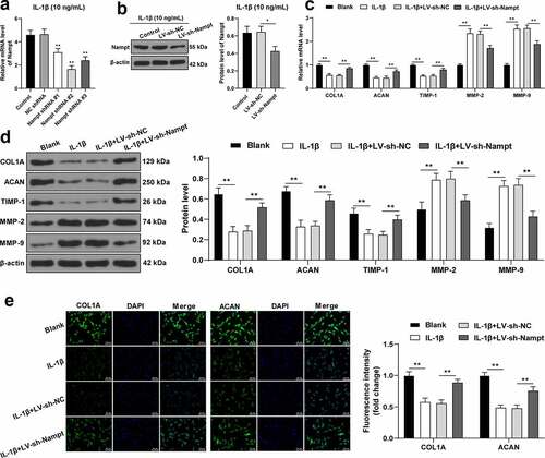 Figure 4. Nampt silencing inhibits IL-1β-induced SUI fibroblast ECM degradation. Fibroblasts treated by IL-1β (10 ng/mL) was transfected with 3 pieces of LV-packed Nampt shRNAs, respectively, with NC shRNA transfection as the control. (a), mRNA level of Nampt was examined by RT-qPCR. (b), Protein level of Nampt was examined by Western blot analysis. (c and d), Levels of COL1A, ACAN, TIMP-1, MMP-2 and MMP-9 were tested by RT-qPCR (c) and Western blot analysis (d). (e), Fluorescence intensity of COL1A and ACAN was assessed by immunofluorescence assay. The independent cell experiments were repeated 3 times. Measurement data were presented as mean ± standard deviation. One-way ANOVA was used to analyze the data in panels (a and b). Two-way ANOVA was used to analyze the data in panels (c, d and e) Tukey’s multiple comparisons test was applied for post hoc test. * p < 0.05, ** p < 0.01.