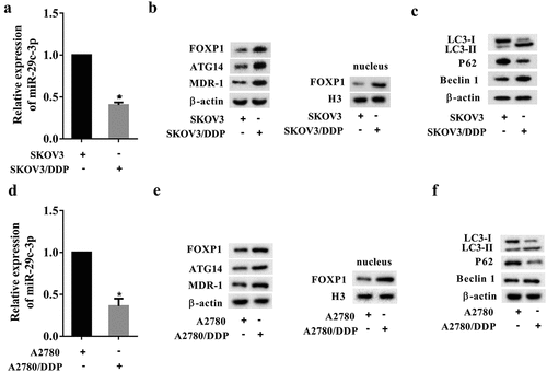 Figure 1. Expressions of miR-92c-3p, FOXP1, autophagy-related proteins, and drug-resistant proteins in ovarian cancer cells. (a) The expression of miR-29c-3p in the DDP-sensitive cell line (SKOV3) and in the DDP-resistant cell line (SKOV3/DDP) was detected using qRT-PCR. (b) The expression of FOXP1, ATG14, and MDR-1, and the expression of FOXP1 in nucleus were detected using Western blot assays. (c) The expression of autophagy-related proteins (LC3-I, LC3-II, P62, and Beclin 1) was detected using Western blot assays. (d) The expression of miR-29c-3p in the DDP-sensitive cell line (A2780) and in the DDP-resistant cell line (A2780/DDP) was detected using qRT-PCR. (e) The expression of FOXP1, ATG14, and MDR-1, and the expression of FOXP1 in nucleus were detected using Western blot assays. (f) The expression of autophagy-related proteins (LC3-I, LC3-II, P62, and Beclin 1) was detected using Western blot assays. Three independent experiments with biological repeats. *P < 0.05, vs. SKOV3 or A2780